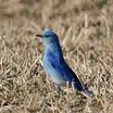 Mountain Bluebird